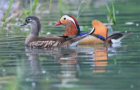 mandarin duck, bird, wildlife